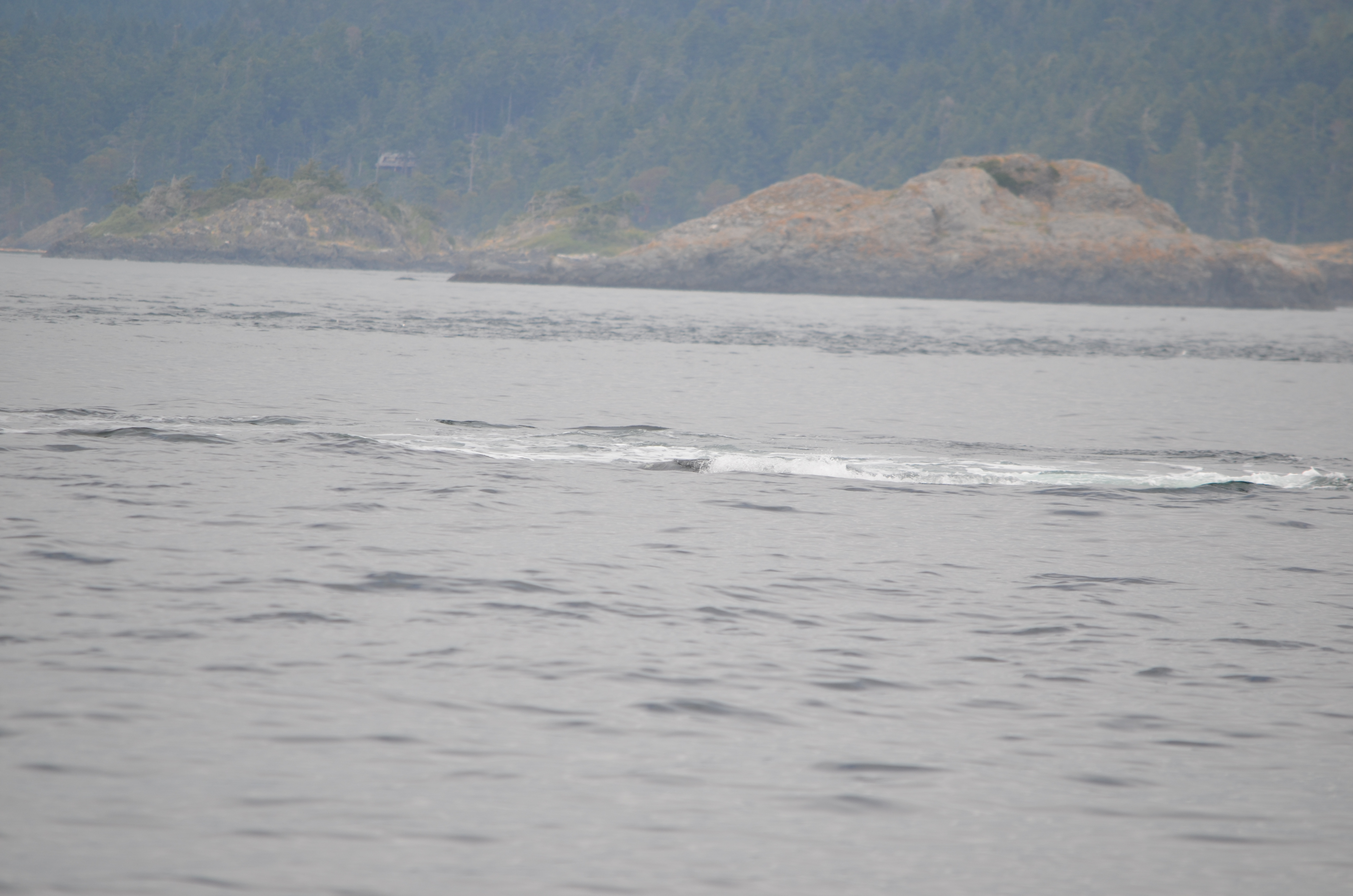 photos/wildlife/Mammal_Species/Humpback Whale/DSC_0205.JPG
